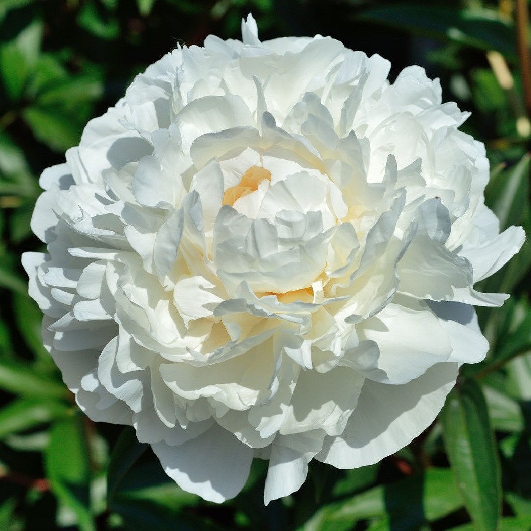 Paeonia officinalis 'Alba Plena'
